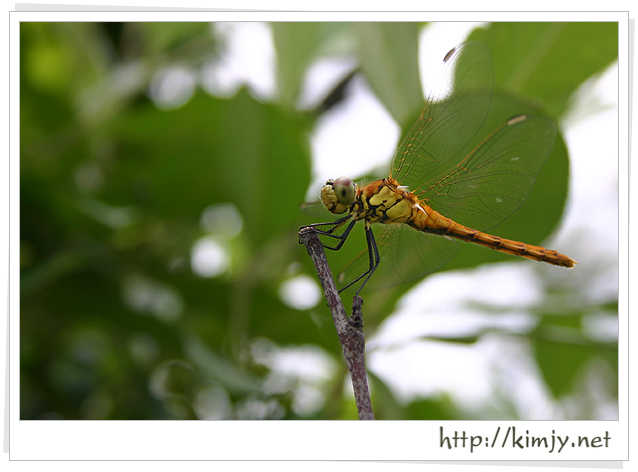 060709_잠자리.jpg
