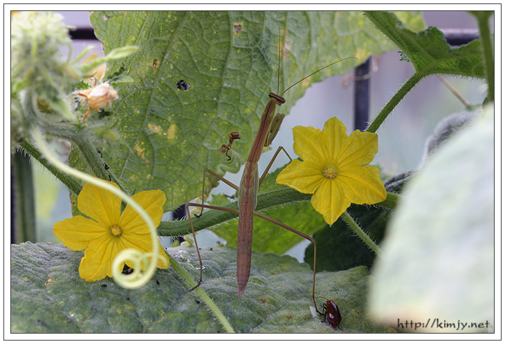 080810_오이_사마귀.jpg