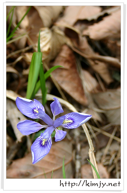 080420_각시붓꽃1.jpg