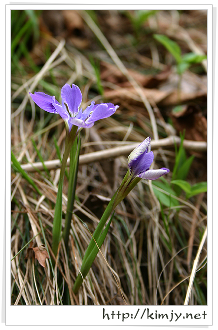 080420_각시붓꽃4.jpg
