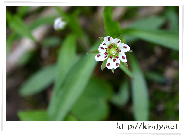 080420_참개별꽃1.jpg